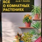 Все про кімнатні паростки. Хесайон