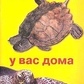 Книга Черепахи у вас вдома. Гуржій А.
